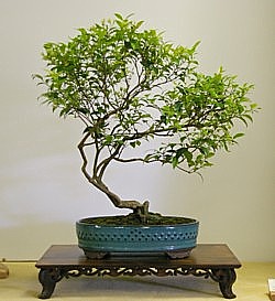 photo of bonsai - click to enlarge